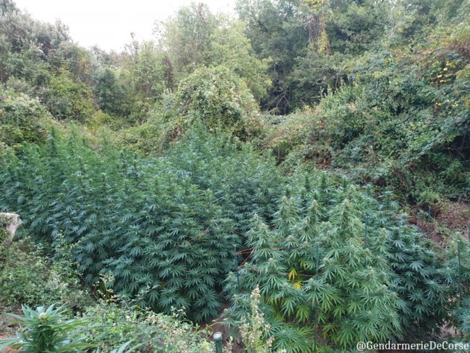 Rapale : 19 kilos de cannabis saisis par les gendarmes