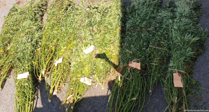 Rapale : 19 kilos de cannabis saisis par les gendarmes Rapale : 19 kilos de cannabis saisis par les gendarmes