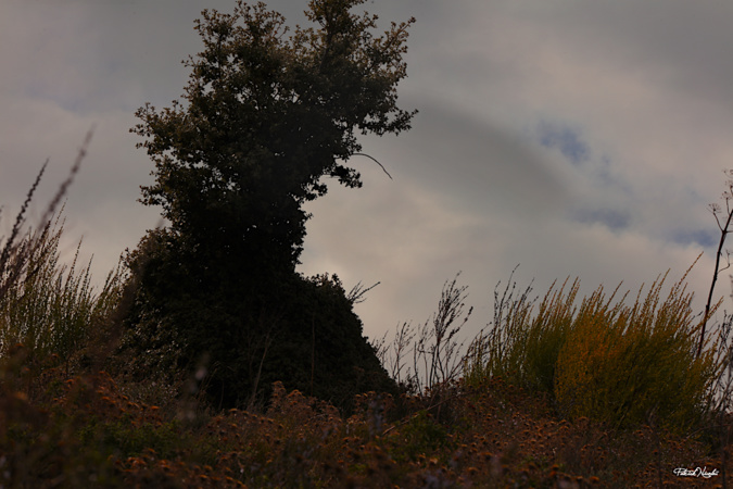 La photo du jour : visage végétal à Carbini