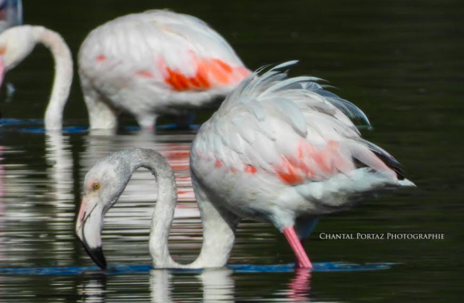 Photo Chantal Portaz