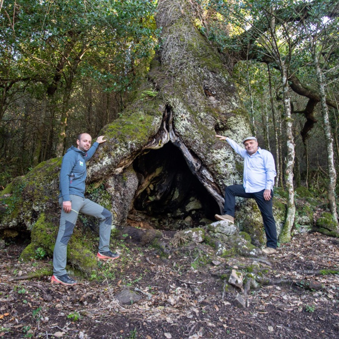 Votez pour l'arbre de l'année : U Liccionu di Matachjina d'Arghjusta è Muricciu Votez pour l'arbre de l'année : U Liccionu di Matachjina d'Arghjusta è Muricciu