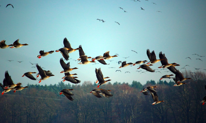 Grippe aviaire : la Corse placée en "risque modéré" Grippe aviaire : la Corse placée en "risque modéré"