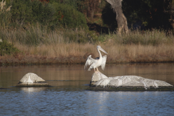 Porto-Vecchio : indispensables marais salants