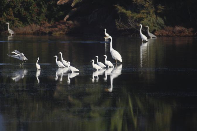 Porto-Vecchio : indispensables marais salants