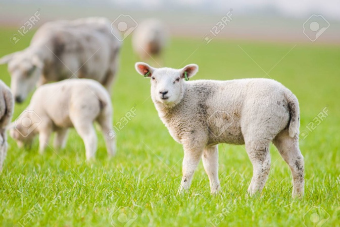 Ce sont 60 agneaux qui sont décédés à la bergerie de la prison de Casabianda