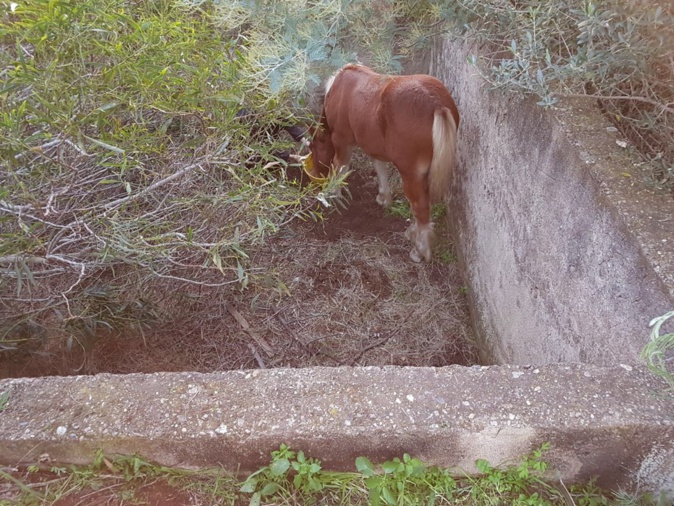 Calvi : les pompiers au secours d'un poulain Calvi : les pompiers au secours d'un poulain