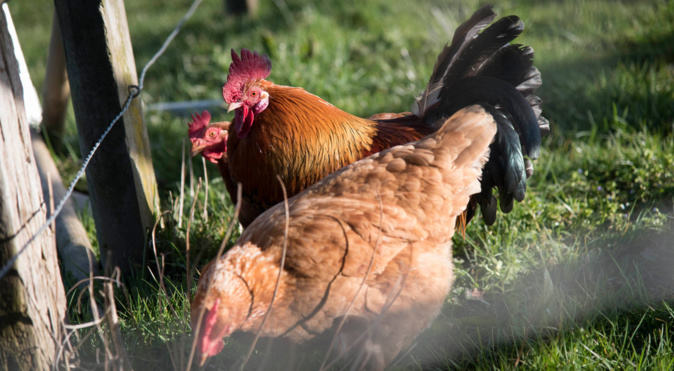 Xavier Remongin / agriculture.gouv.fr Xavier Remongin / agriculture.gouv.fr
