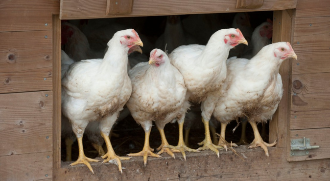 Grippe aviaire à Lucciana : 