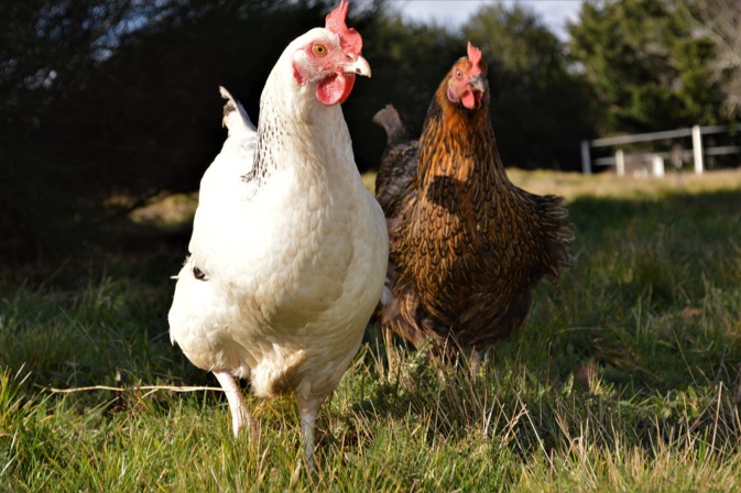 Ce sont 98 poules et oies porteuses du virus de grippe aviaire qui sont décédées ces derniers jours à Lucciana