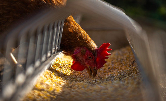 Grippe aviaire, des mesures de protection renforcées en Corse-du-Sud