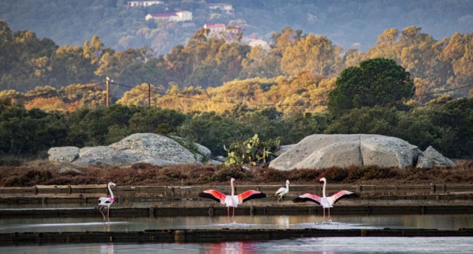 La photo du jour :  quand les Flamants roses s’invitent aux Salines de Porto-Vecchio