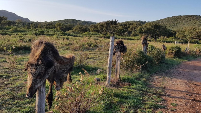 Porto-Vecchio : tristes totems Porto-Vecchio : tristes totems