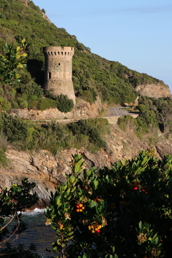 La photo du jour : la tour de Losse et les arbousiers du Cap Corse