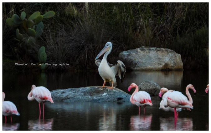 La photo du jour : Le pélican et les flamants roses de Porto-Vecchio