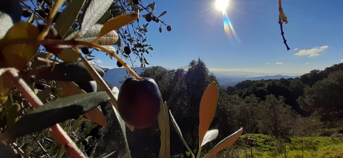 Sarrula Carcupinu...U sole, u mare e l aliva... (Nunzia-Maria Vesperini-Lugrezi )