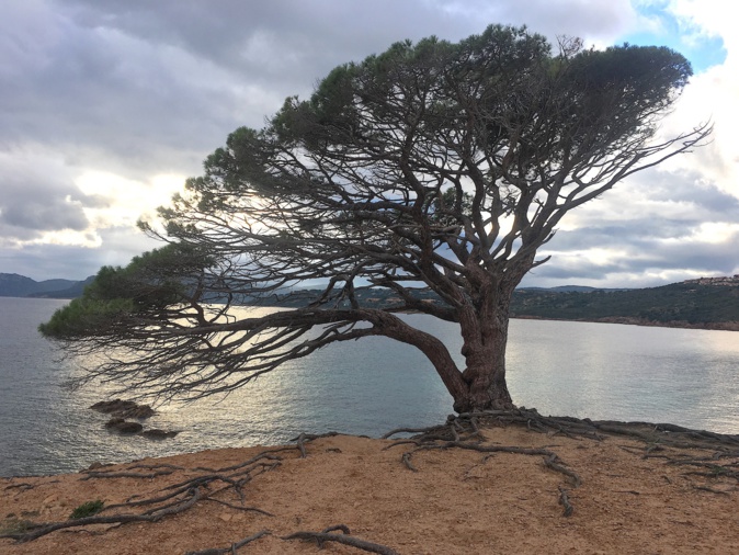 La photo du jour : la sentinelle de l’Acciaro Plage