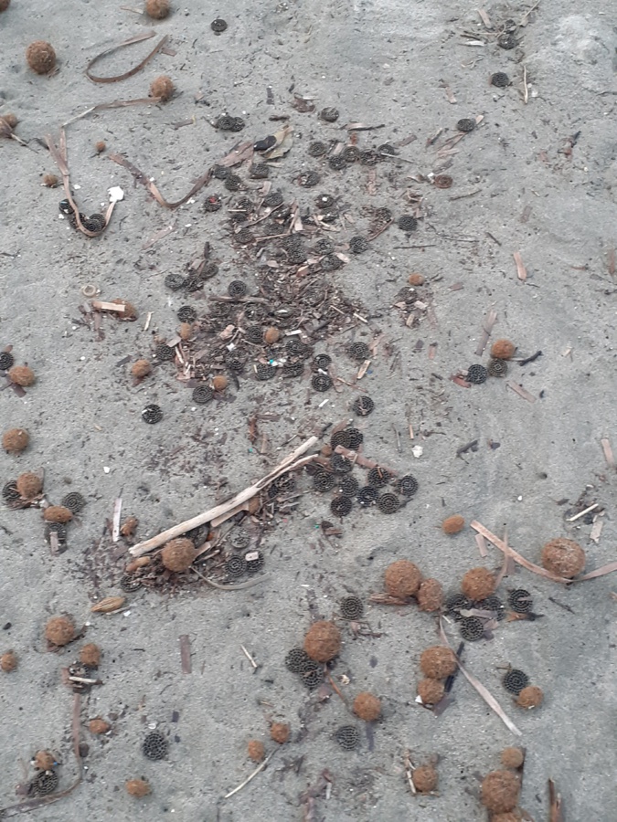 Les filtres plastiques utilisés dans les stations d'épurations retrouvés cette semaine sur la plage de la Marana.