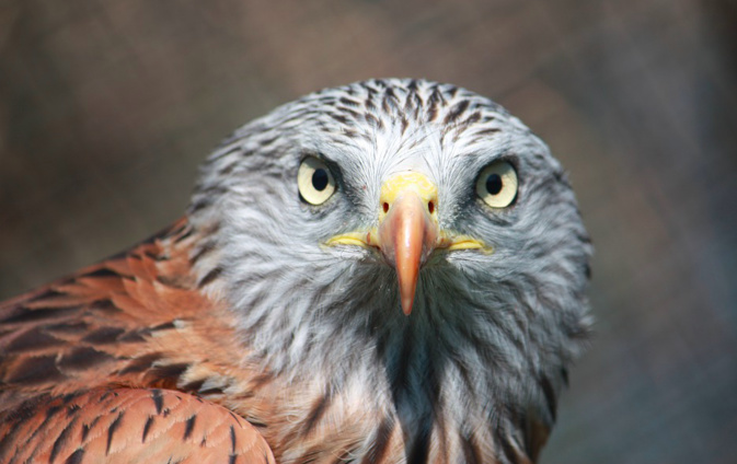 Espèces en danger : le conservatoire d'espaces naturels corse appelle aux dons