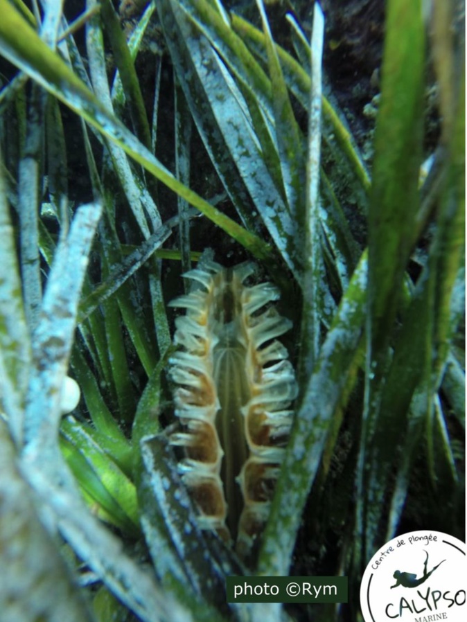 Parc marin du Cap Corse et de l'Agriate : une jeune nacre vivante découverte à Erbalonga Parc marin du Cap Corse et de l'Agriate : une jeune nacre vivante découverte à Erbalonga