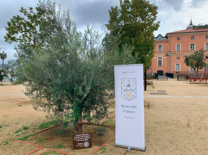 Un olivier de la paix planté par le Rotary Club d’Ajaccio sur la place Campinchi Un olivier de la paix planté par le Rotary Club d’Ajaccio sur la place Campinchi
