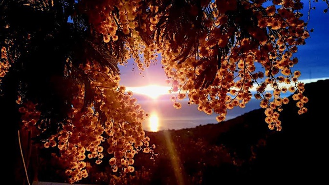 La photo du jour : le mimosa dans le soleil levant de Silgaghja