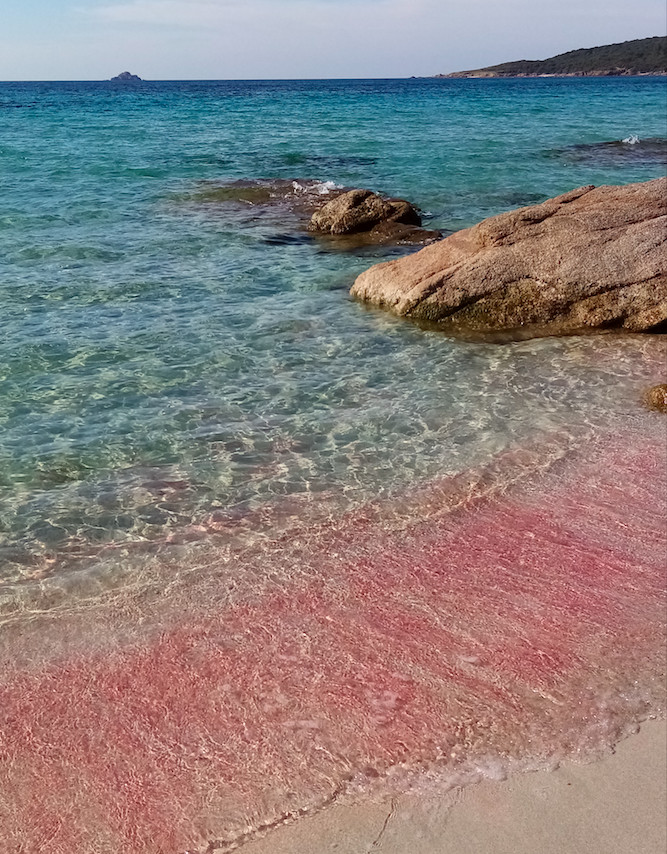 La photo du jour : Le sable rose du Grand Capo