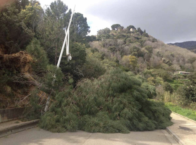 Bastia : un arbre tombe sur la chaussée et coupe la route du Machjò