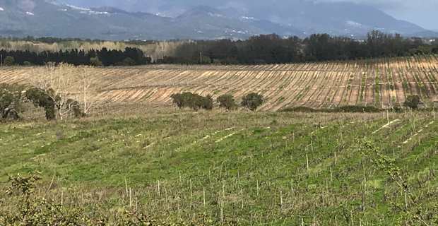 Domaine de Casabianca : Des lots agricoles ont été attribués à 25 jeunes agriculteurs 