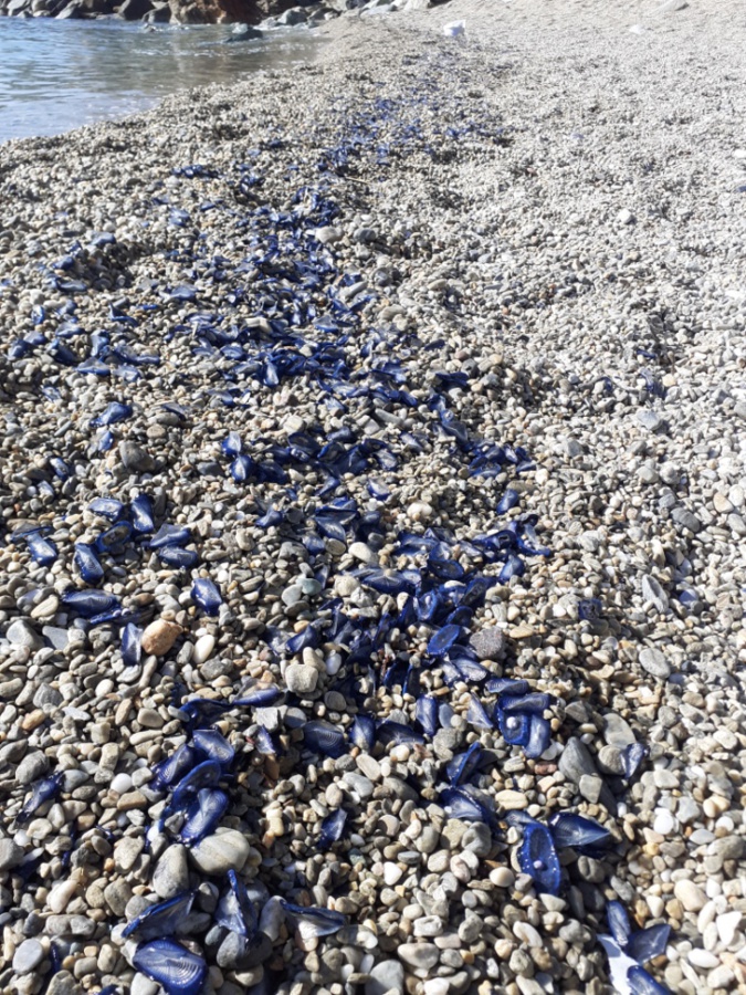 Bastia : La plage de Ficaghjola envahie par les vélelles et les filtres plastiques