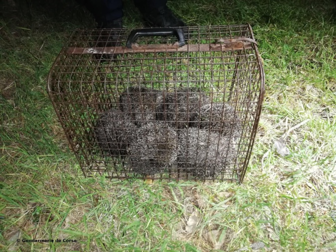 Bastia : ils bravent le couvre-feu avec des hérissons en cage Bastia : ils bravent le couvre-feu avec des hérissons en cage