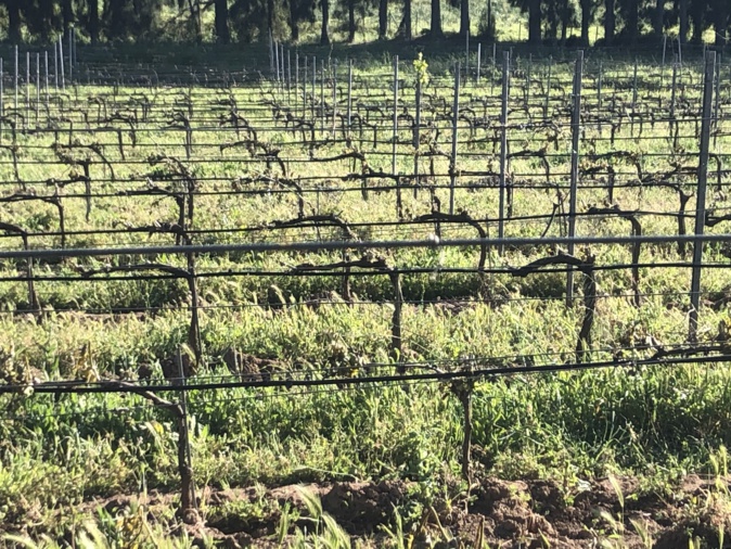 Photo : Domaine de Peretti Della Rocca. Photo : Domaine de Peretti Della Rocca.