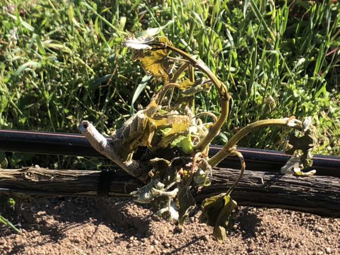 Les bourgeons ont brûlé à cause du froid. Les bourgeons ont brûlé à cause du froid.