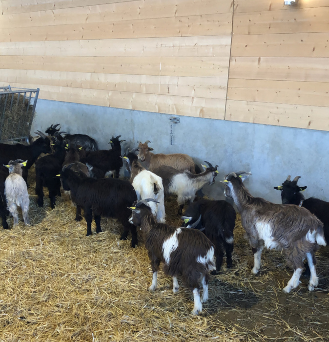 Le haras de bouc pour veiller à la sauvegarde de la race corse.