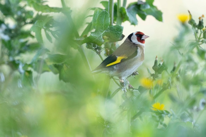 (Photo Martin Boone) (Photo Martin Boone)