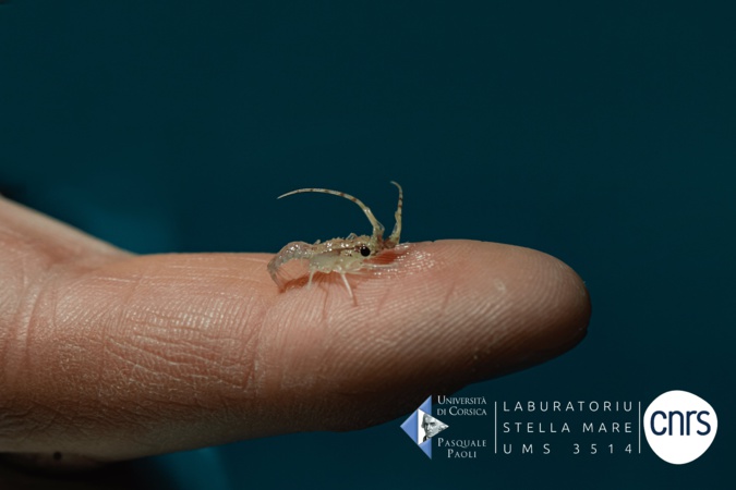 Un des 6 juvéniles de langoustes rouges de Stella Mare. Crédits Photo : Stella Mare Un des 6 juvéniles de langoustes rouges de Stella Mare. Crédits Photo : Stella Mare