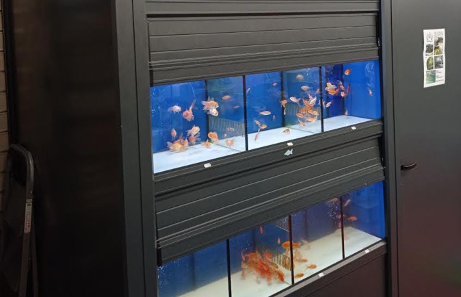 Tocc'à Voi - Les Zanimo de Ghisonaccia : "nous déposons plainte contre EDF pour « maltraitance animale par négligence » Tocc'à Voi - Les Zanimo de Ghisonaccia : "nous déposons plainte contre EDF pour « maltraitance animale par négligence »