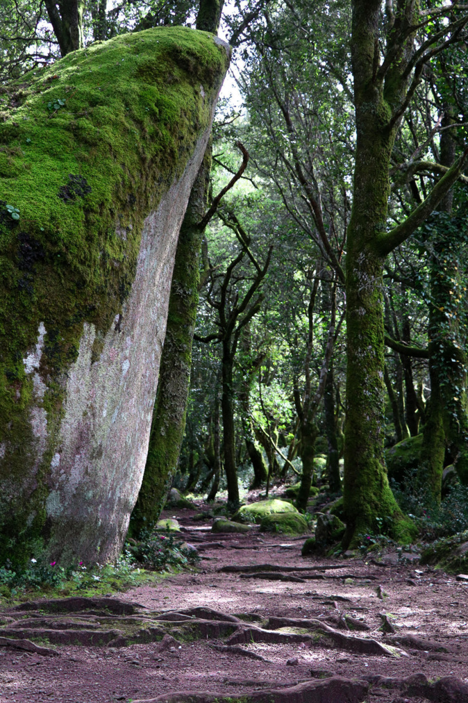 La photo du jour : le vert du site archéologique de Cucuruzzu