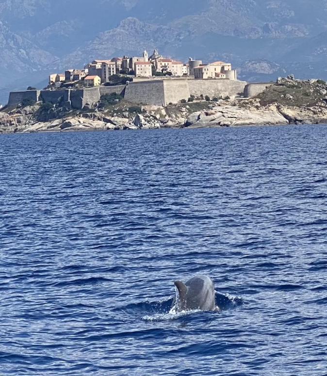 La photo du jour : le dauphin et la citadelle de Calvi