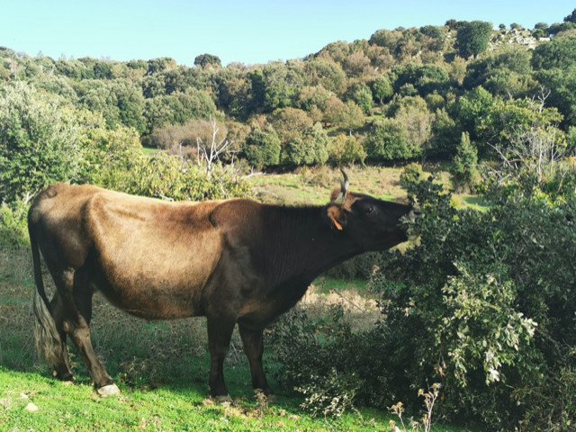 Tous les éleveurs sont conviés à cette journée, qu'ils élèvent des bovins, des caprins ou des ovins. Crédits Photo : Chambre d'agriculture régionale de Corse.
