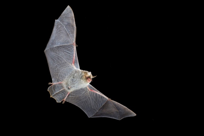 Myotis nustrale, la petite chauve-souris endémique de Corse Myotis nustrale, la petite chauve-souris endémique de Corse