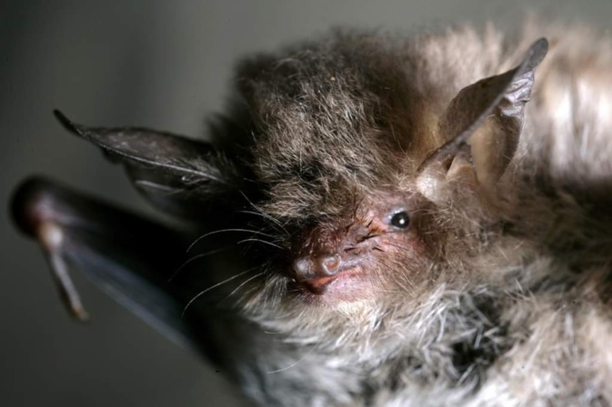 Myotis nustrale, la chauve-souris endémique de Corse présentée ce samedi à Aleria Myotis nustrale, la chauve-souris endémique de Corse présentée ce samedi à Aleria