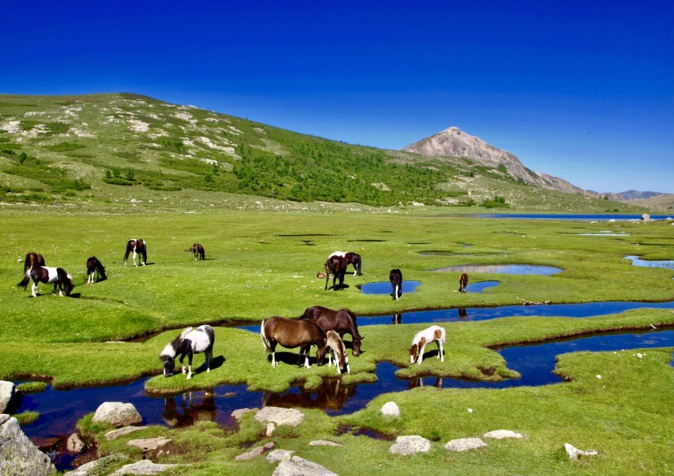 La photo du jour : les chevaux du lac de Ninu