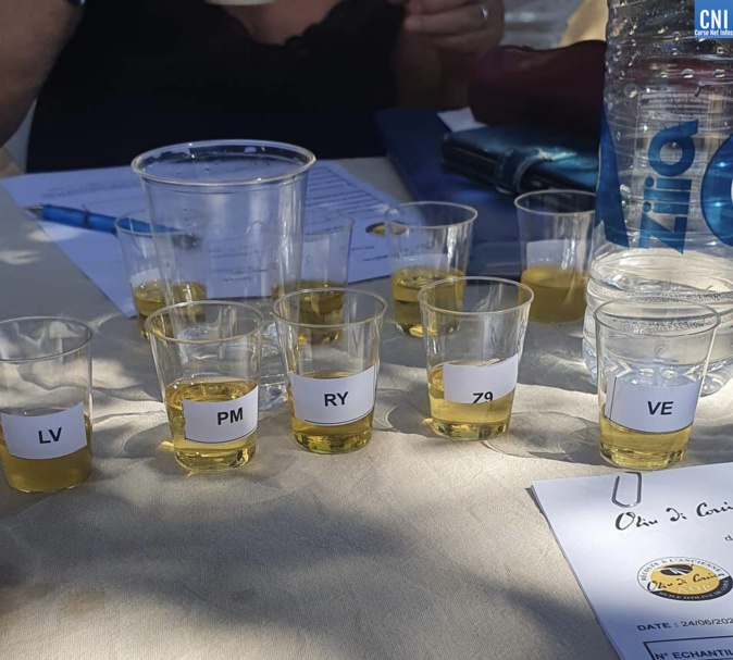 13ème concours d'huile d'olive au parc de Saleccia : l'or pour Olivier Morati et Rioli & fils 13ème concours d'huile d'olive au parc de Saleccia : l'or pour Olivier Morati et Rioli & fils