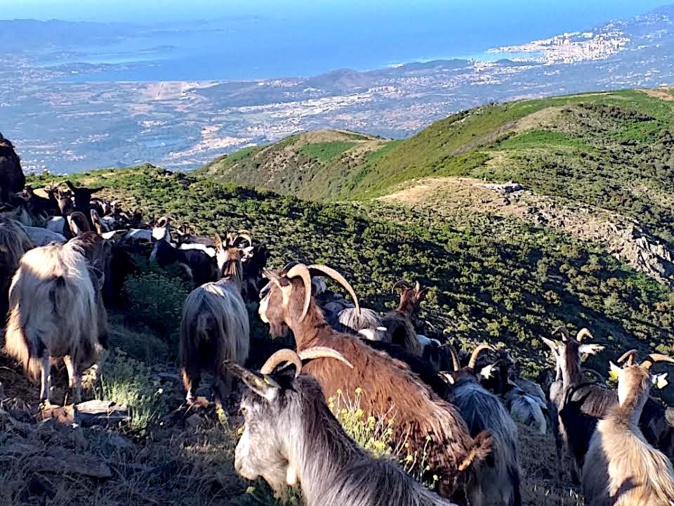 La photo du jour : sur les hauteurs de la région ajaccienne 