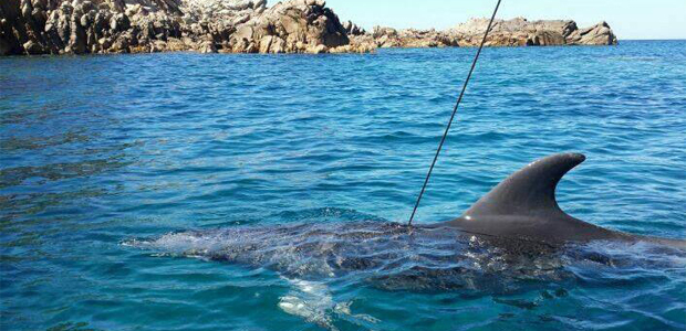 La Maddalena : Un dauphin victime d'un chasseur sous-marin