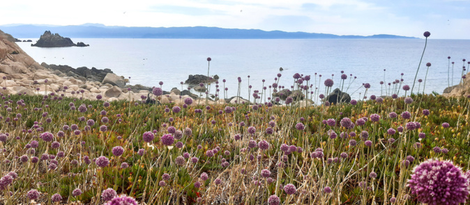 La photo du jour :  fleur d'ail de mezzu mare