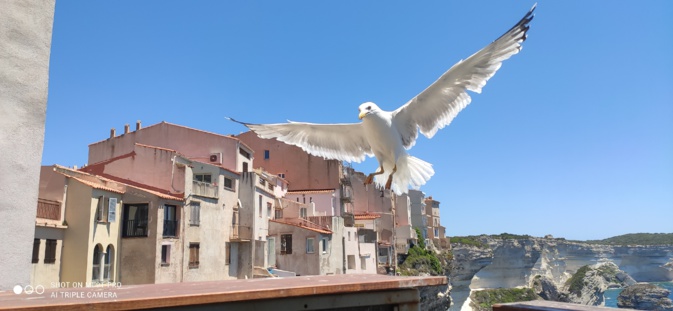 La photo du jour : le goéland de Bonifacio