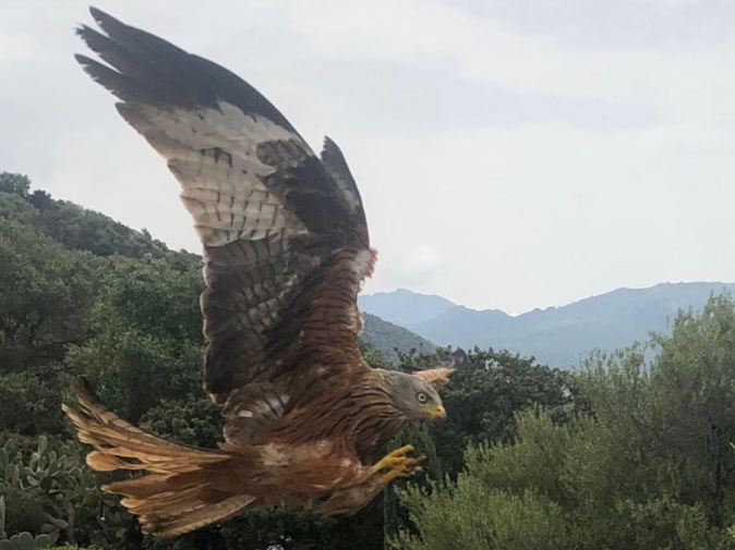 La photo du jour : le repas du Milan de Balagne