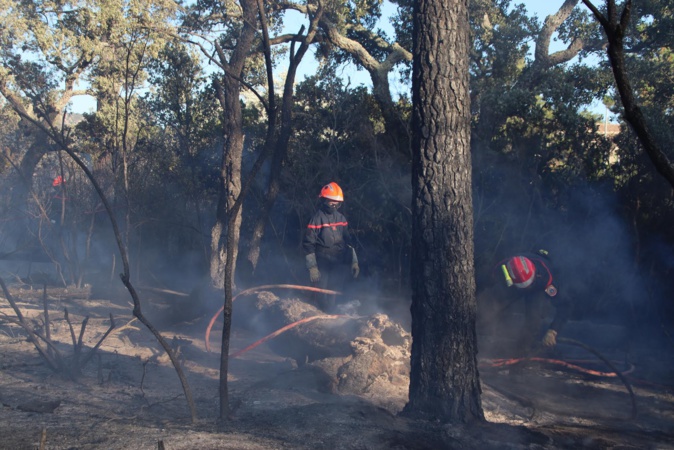 Porto-Vecchio : un incendie parcourt plus de 5 hectares Porto-Vecchio : un incendie parcourt plus de 5 hectares