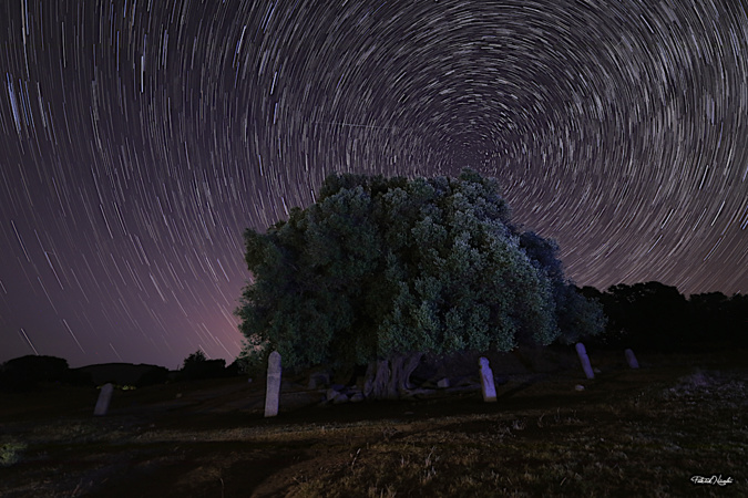 La photo du jour : l'olivier millénaire de Filitosa dans la nuit